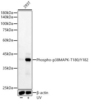 Phospho-p38 MAPK-T180/Y182 Rabbit pAb-Phospho-specific Antibodies