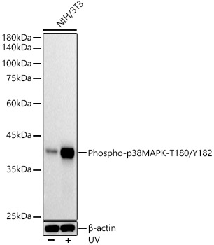 Phospho-p38 MAPK-T180/Y182 Rabbit monoclonal antibody