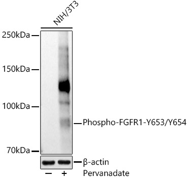 Phospho-FGFR1-Y653/Y654 Rabbit pAb