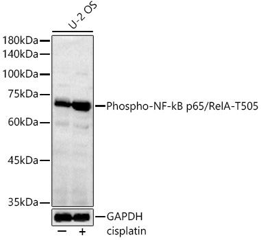 Phospho-NF-kB p65/RelA-T505 Rabbit pAb