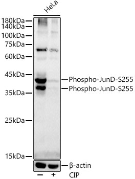 Phospho-JunD-S255 Rabbit mAb