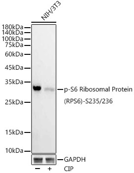 Phospho-S6 Ribosomal Protein (RPS6)-S235/236 Rabbit mAb