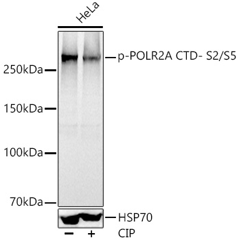 Phospho-POLR2A CTD- S2/S5 Rabbit pAb