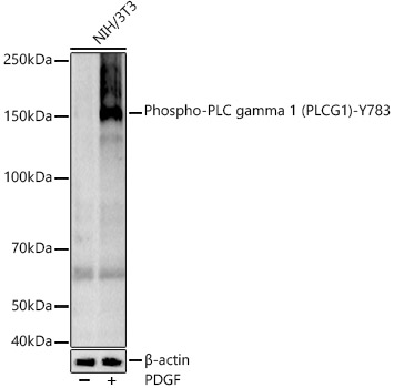 Phospho-PLC gamma 1 (PLCG1)-Y783 Rabbit mAb