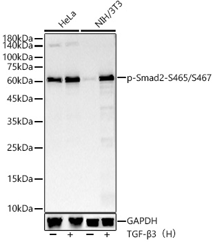 Phospho-Smad2-S465/S467 Rabbit mAb