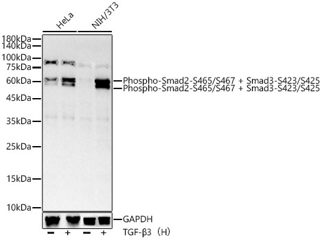 Phospho-Smad2-S465/S467 + Smad3-S423/S425 Rabbit mAb