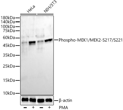 Phospho-MEK1/MEK2-S217/S221 Rabbit monoclonal antibody