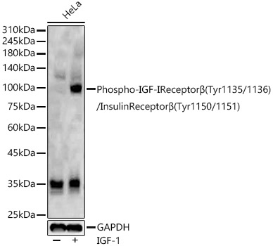 Phospho-IGF-IReceptorβ(Tyr1135/1136)/InsulinReceptorβ(Tyr1150/1151) Rabbit pAb