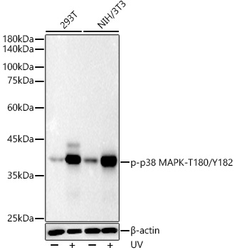 Phospho-p38 MAPK-T180/Y182 Rabbit pAb-Phospho-specific Antibodies