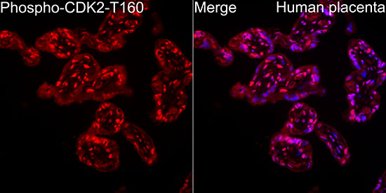 Phospho-CDK2-T160 Rabbit monoclonal antibody