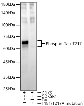 Phospho-Tau-T217 Rabbit monoclonal antibody