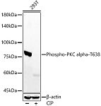 Western blot - Phospho-PKC alpha-T638 Rabbit mAb (AP1376)