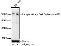 Western blot - Phospho-Acetyl CoA Carboxylase-S79 Rabbit mAb (AP1388)