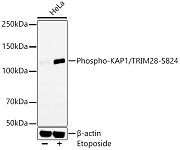 Western blot - Phospho-KAP1/TRIM28-S824 Rabbit mAb (AP1393)