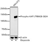 Western blot - Phospho-KAP1/TRIM28-S824 Rabbit mAb (AP1393)