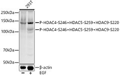 Western blot - Phospho-HDAC4-S246 + HDAC5-S259 + HDAC9-S220 Rabbit mAb (AP1394)