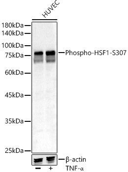 Phospho-HSF1-S307 Rabbit pAb