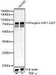 Western blot - Phospho-HSF1-S307 Rabbit pAb (AP1396)