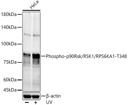 Phospho-p90Rsk/RSK1/RPS6KA1-T348 Rabbit pAb
