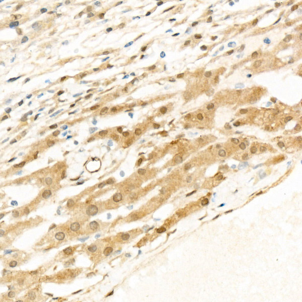 phospho-YAP1-S127 Rabbit monoclonal antibody