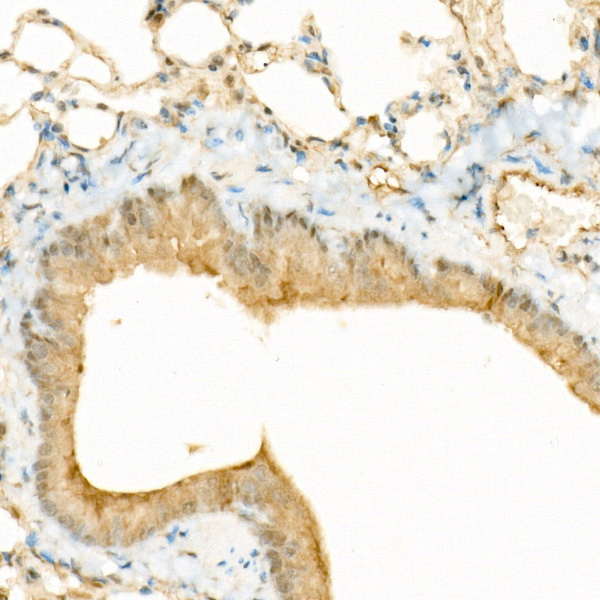 phospho-YAP1-S127 Rabbit monoclonal antibody