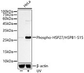 Western blot - Phospho-HSP27/HSPB1-S15 Rabbit mAb (AP1409)