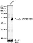Western blot - Phospho-Smad5-S465 Rabbit mAb (AP1411)