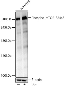 Phospho-mTOR-S2448 Rabbit monoclonal antibody