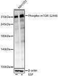 Western blot - Phospho-mTOR-S2448 Rabbit mAb (AP1413)