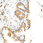 Western blot - Phospho-mTOR-S2448 Rabbit mAb (AP1413)