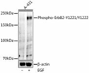 Western blot - Phospho-ErbB2-Y1221/Y1222 Rabbit mAb (AP1424)