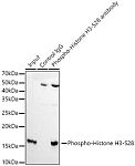 Western blot - Phospho-Histone H3-S28 Rabbit mAb (AP1431)
