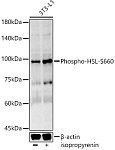 Western blot - Phospho-HSL-S660 Rabbit mAb (AP1432)