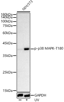 Phospho-p38 MAPK-T180 Rabbit pAb
