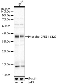 Phospho-CREB1-S129 Rabbit pAb