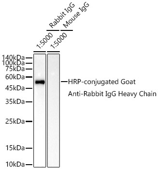 ASC/TMS1 Rabbit pAb-Polyclonal Antibodies - ABclonal