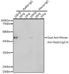 Western blot - Goat Anti-Mouse Anti-Rabbit IgG H(HRP polymer) (AS080)