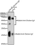 Western blot - Rabbit Anti-Chicken IgY (H+L) (AS082)