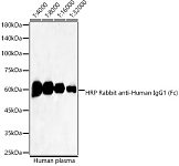 Western blot - HRP Rabbit anti-Human IgG1 (Fc) (AS092)