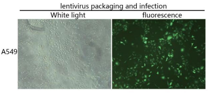 ABclonal:Applicable to lentivirus packaging and infection experiment}