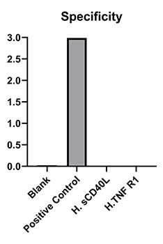 ABclonal:Western blot - Rabbit anti-Human CD40 mAb (DET) (RM17916) ABclonal:Western blot - Rabbit anti-Human CD40 mAb (DET) (RM17916)}
