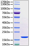 Recombinant Human TNF-alpha Protein (RP00001)