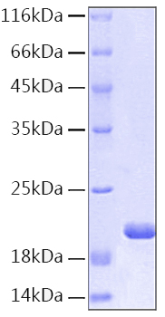 Recombinant Human IL-1RN Protein