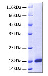 Recombinant Human MANF Protein (RP00005)