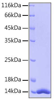 Recombinant Human FABP4/A-FABP/ALBP Protein