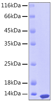 Recombinant Human S100-A12 Protein