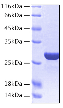 Recombinant Human HMGB1 Protein