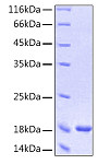 Recombinant Human IFN-alpha 1/13(Q114A) Protein (RP00011)
