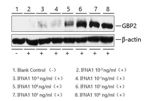 Recombinant Human IFN-alpha 1/13(Q114A) Protein