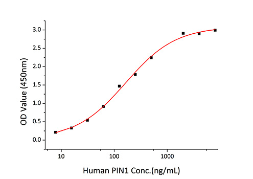 Recombinant Human PIN1 Protein